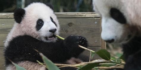 Fu Bao First Panda Born In South Korea Koreatraveleasy