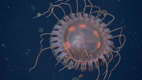 New Breed Of Jellyfish With Nearly 40 Tentacles Discovered In The