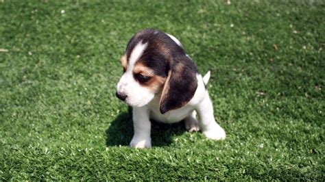 Un'alimentazione sbagliata può provocare debolezza, tremori muscolari, convulsioni, letargo, ipoglicemia. Cani Per Appartamento Piccola Taglia Avienix For | Cane da ...