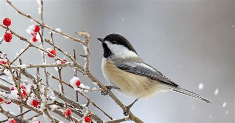How To Attract Winter Birds Lay Out A Buffet