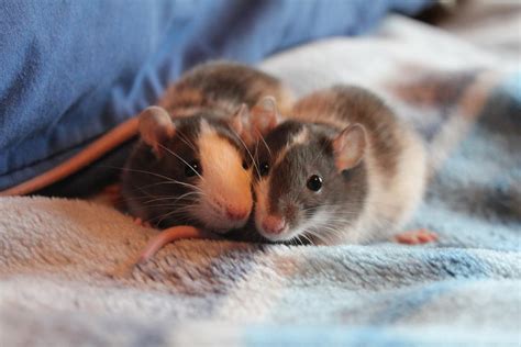 Baby Rats Pet Rats Cuddling
