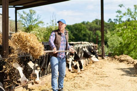Farmer Cowboy At Cow Farm Ranch Stock Photo Image Of Herd Industry