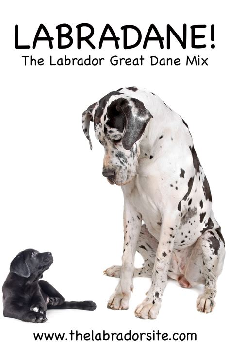 Great Dane Lab Mix Breed Information Center Discover The Labradane