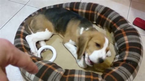 3 Months Old Beagle Puppy Playing With Me Youtube