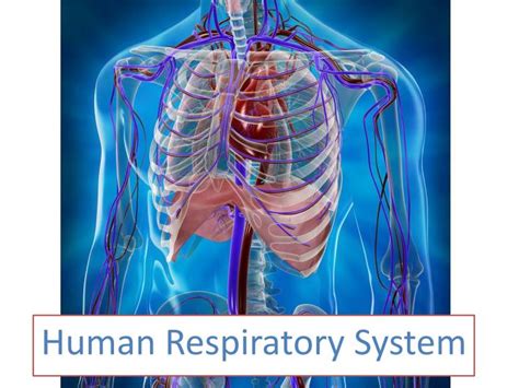 Respiratory System Powerpoint Templates Free Download Printable Templates
