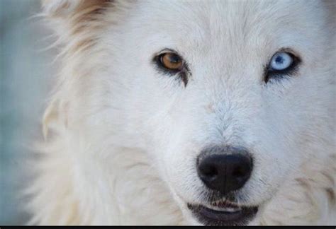 Wolf With Epic Eyes Albino Animals Different Colored Eyes Albino