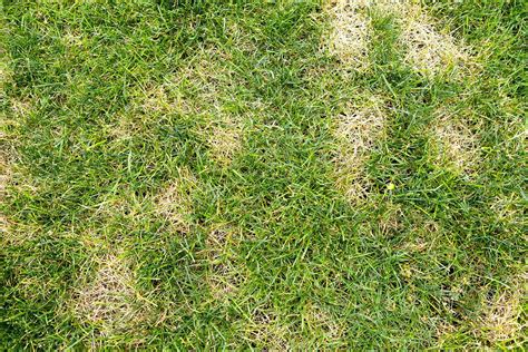 How To Detect And Treat Black Beetle In Your Lawn Better Homes And