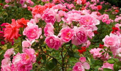 Keep Your Rose Bushes Blooming All Summer Long