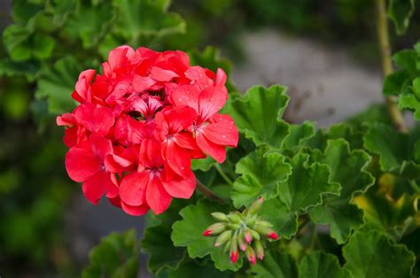 Geranium Care Guide Four Types Of Geraniums And How To Care For Each