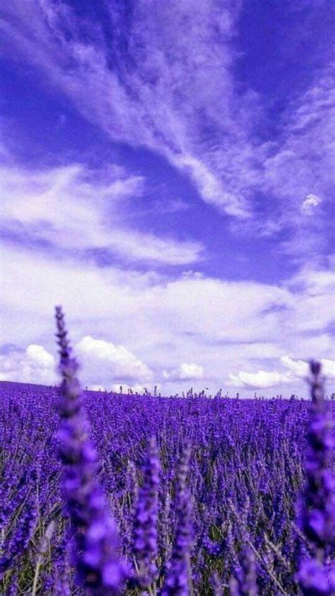 Lavender 🌂 Purple Flowers Wallpaper Purple Wallpaper Purple
