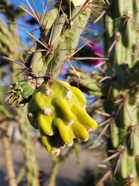 Spineless Fruit Pictures Of Cylindropuntia Imbricata Southwest Usa