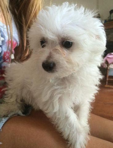 Visit our available bichon frise puppy page for your sweet canine companion. MALTESE/BICHON PUPPIES for Sale in Hudson, Florida ...