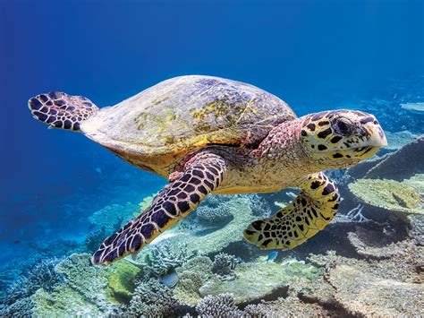 The Seven Species Of Sea Turtles Living In The Oceans