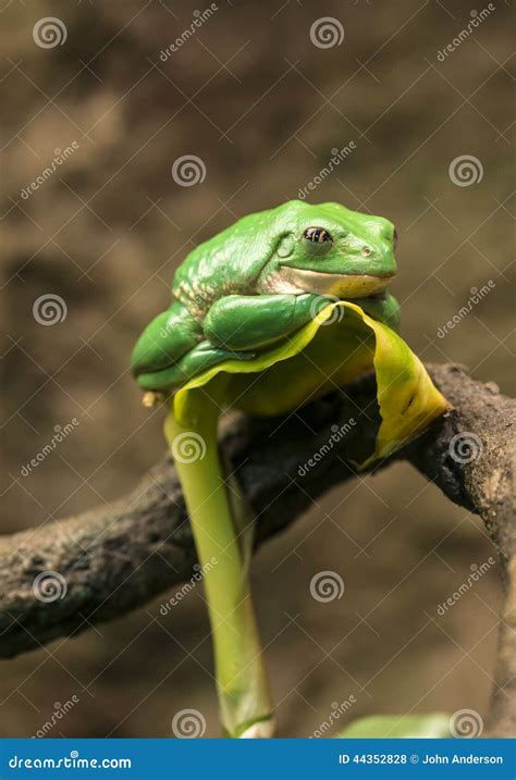 Mexican Dumpy Tree Frog Royalty Free Stock Image