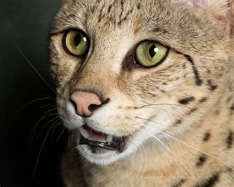 Check spelling or type a new query. Savannah Cat - Size,Diet,Temperament,Price. | Savannah cat ...
