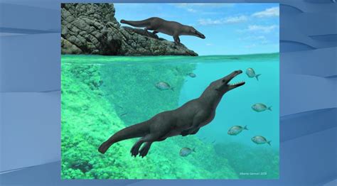 Ancient Whale With 4 Legs Walked On Land And Swam In The Sea