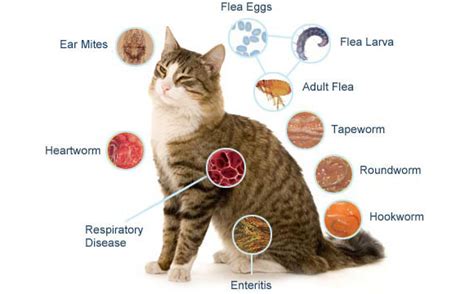 Causes And Symptoms Of Five Major Cat Diseases
