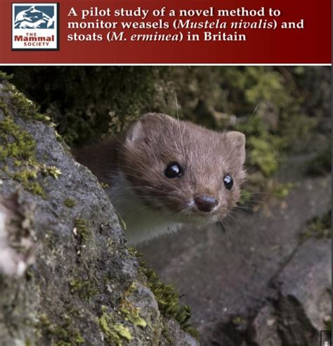 Mammal Society On Twitter Fancy An Evening Read This Paper
