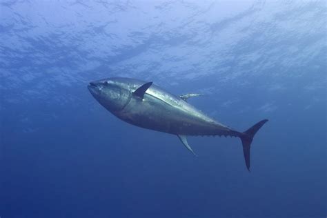 Gulf Trophy Bluefin Tuna Angling Closes Today Florida Sportsman