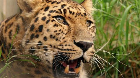 Download 3840x2160 Wallpaper Leopard Big Cat Animals 4 K Uhd 169