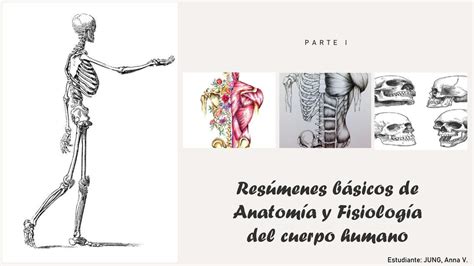 Resúmenes Básicos De Anatomía Y Fisiología Udocz