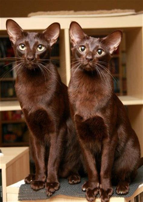 havana brown cat cat breed selector