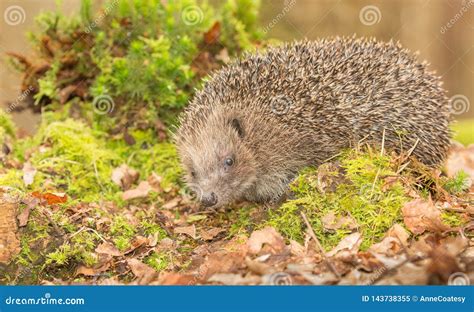 Hedgehog Wild Native Hedgehog In Natural Woodland Setting Stock Image