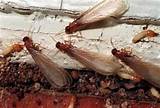 Picture Of Termite Pictures