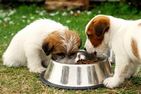 Dog Food Quiz How Much Do You Know About Feeding Your Dog