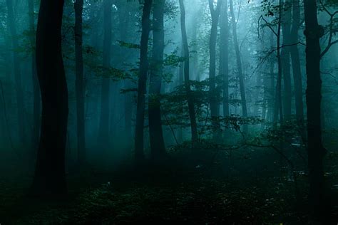 Best Forest Stock Photos Pictures And Royalty Free Images Istock