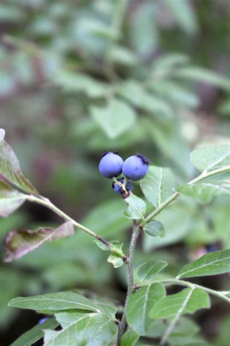 50 Edible Wild Berries And Fruits ~ A Foragers Guide