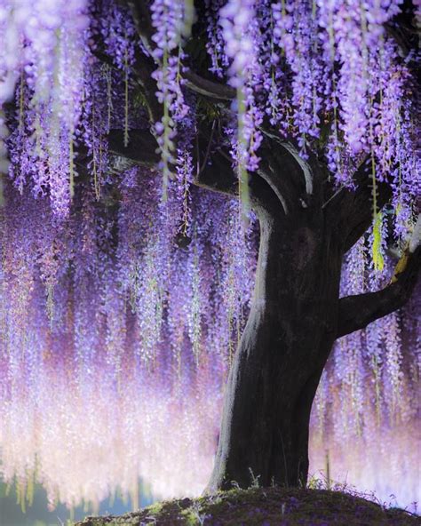 99 Tumblr Wisteria Tree Wisteria Beautiful Nature Wallpaper