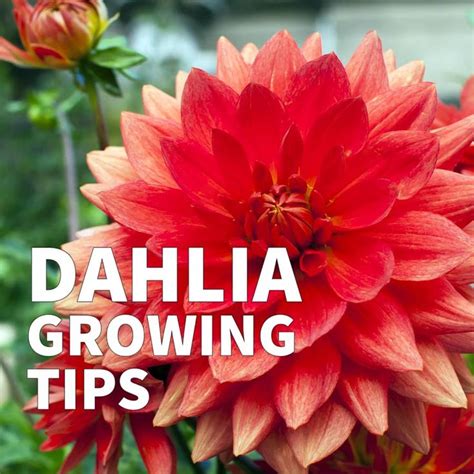 7 Best Tips For Growing Dahlias Year After Year Eod Video Video