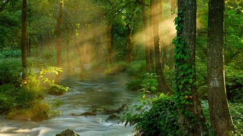 Sunbeams In Forest Wallpapers Wallpaper Cave