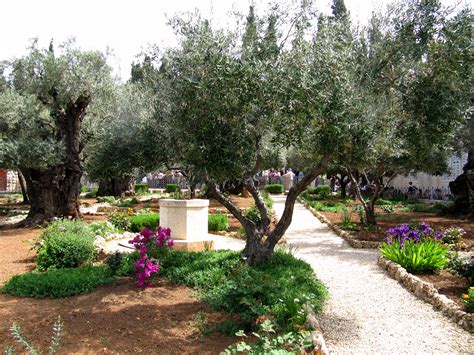 The Garden Of Gethsemane Jesus Is Lord Jesus Christ Feast Of