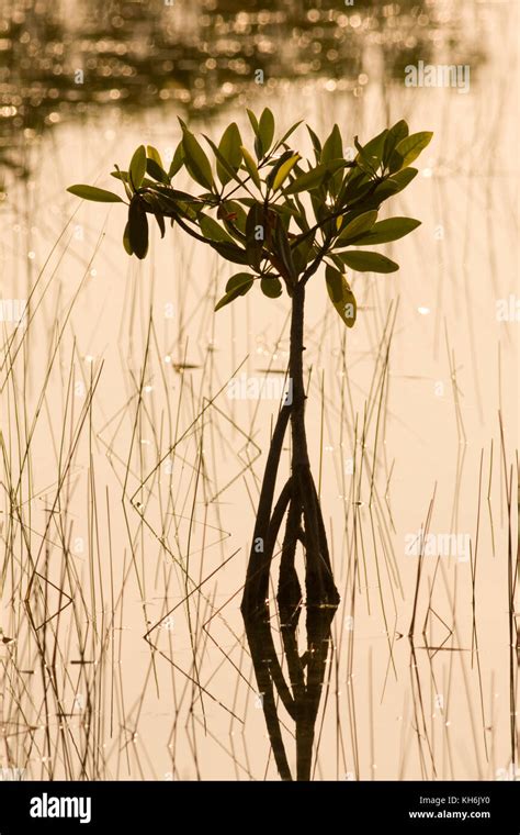 Red Mangrove Rhizophora Mangle Everglades National Park Florida