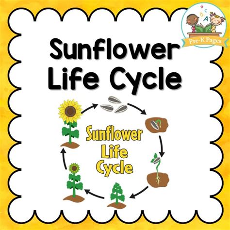 Free printable worksheets, word lists and kids activities at home. Sunflower Life Cycle - Pre-K Pages
