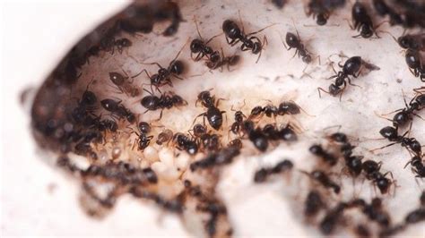 Backpulver und Zucker gegen Ameisen | Frag Mutti | Ameisen im garten