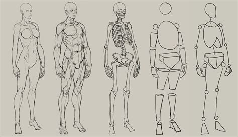 Artstation Layout Namgwon Lee Human Anatomy Drawing Human Anatomy