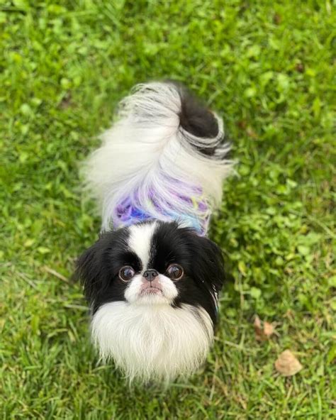 15 Cool Facts About Japanese Chin The Dogman