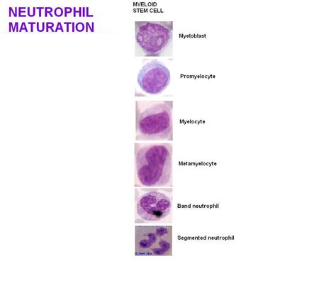 مراحل بلوغ رده نوتروفیلی Maturation Of Neutrophils