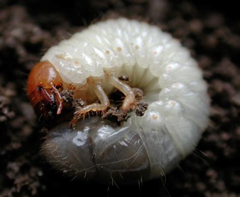 Japanese Beetles In The Urban Landscape