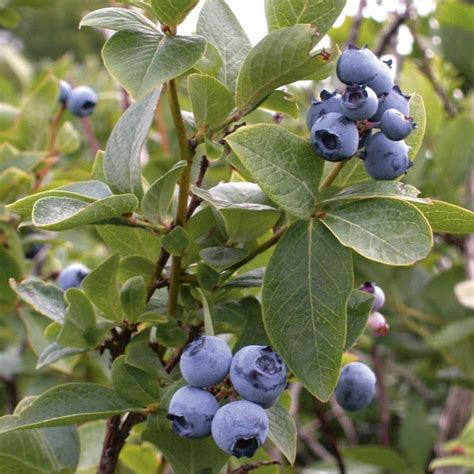 Southern Highbush Blueberry Biloxi Vaccinium Corymbosum Mygardenlife