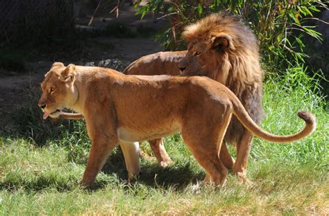 Slideshow Los Angeles Zoo Gets New Pair Of Lions 893 Kpcc