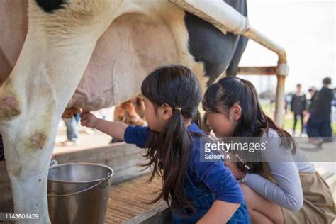 Girls Being Milked Photos Et Images De Collection Getty Images