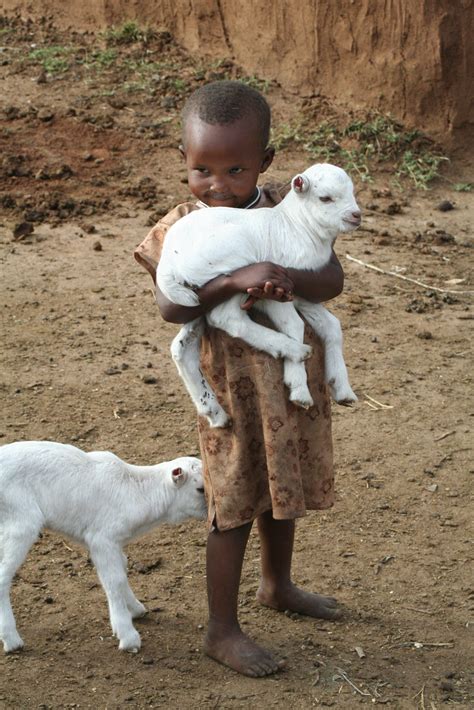 Free Images People Livestock Sheep Africa Child Lamb Goats