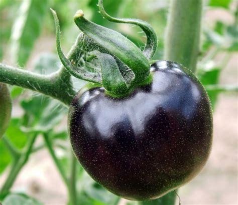 Genetically Modified Purple Tomato Approved