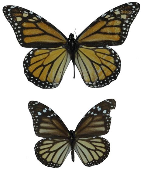 Two Centuries Of Monarch Butterflies Show Evolution Of
