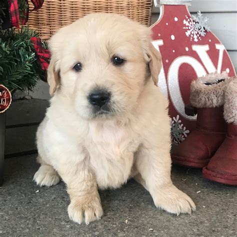 Our kennel is located in southern california, in the beautiful central ventura county. GOLDEN RETRIEVER | MALE | ID:8693-TC - Central Park Puppies