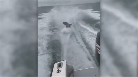 Disturbing Video Shows Shark Being Dragged Behind Boat In Waters Off